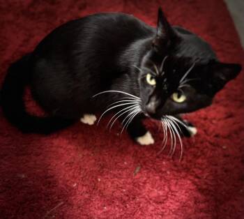 Domestic Short Hair Cats Available for Adoption - Whiskers | PetCurious