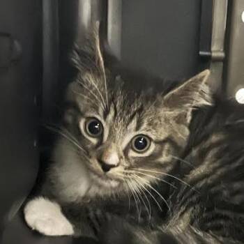 Monikers -  Domestic Long Hair Cat for Adoption in Dearborn, Michigan - Monikers | PetCurious