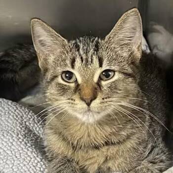 Hailey -  Domestic Short Hair Cat for Adoption in Spencer, Indiana - Hailey | PetCurious