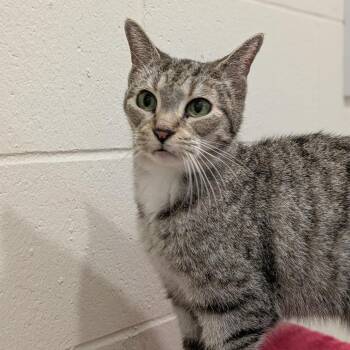Belle - Adoption Pending -  Domestic Short Hair Cat for Adoption in South Burlington, Vermont - Belle - Adoption Pending | PetCurious