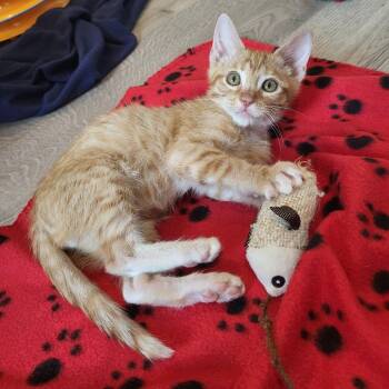 Thomas -  Domestic Short Hair Cat for Adoption in Houston, Texas - Thomas | PetCurious