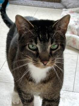 Timber FKA Dino -  Domestic Short Hair Cat for Adoption in Salem, New Hampshire - Timber FKA Dino | PetCurious