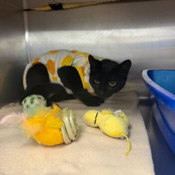 Obsidian -  Domestic Short Hair Cat for Adoption in Buffalo, New York - Obsidian | PetCurious