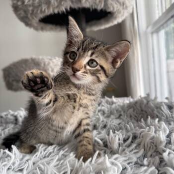 Coda -  Domestic Short Hair Cat for Adoption in Pinellas Park, Florida - Coda | PetCurious