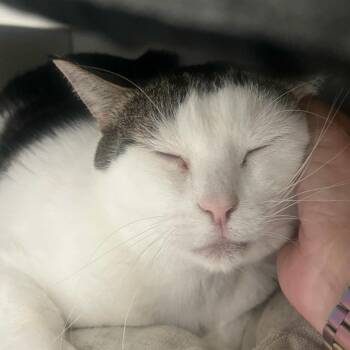 Apple -  Domestic Short Hair Cat for Adoption - Apple | PetCurious