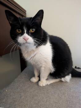 MINOUCHE (FA/FF) -  Domestic Short Hair Cat for Adoption in Sainte-angèle-de-monnoir, Quebec - MINOUCHE (FA/FF) | PetCurious
