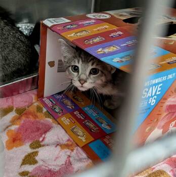 Stella -  Domestic Short Hair Cat for Adoption in Detroit Lakes, Minnesota - Stella | PetCurious