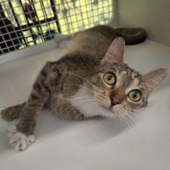 Mayia -  Domestic Short Hair Cat for Adoption in Chicago, Illinois - Mayia | PetCurious