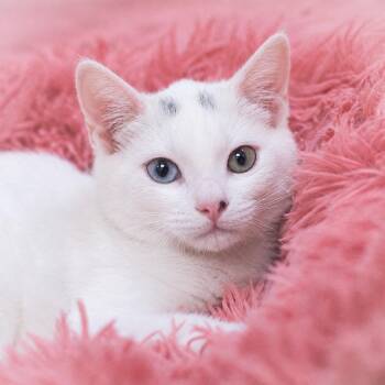 Caspia -  Domestic Short Hair Cat for Adoption in St. Augustine, Florida - Caspia | PetCurious