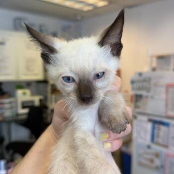 Phlox 30 -  Siamese Cat for Adoption in Austin, Texas - Phlox 30 | PetCurious