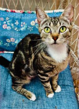 Patches THE BEST KITTY -  Domestic Short Hair Cat for Adoption in Boca Raton, Florida - Patches THE BEST KITTY | PetCurious