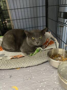 Rescue Domestic Short Hair Cats for Adoption in New Richmond, Wisconsin - Simon | PetCurious