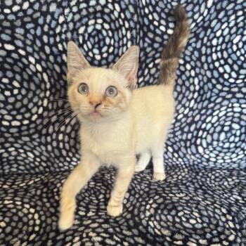 Christine -  Siamese and Domestic Short Hair Cat for Adoption in Brea, California - Christine | PetCurious