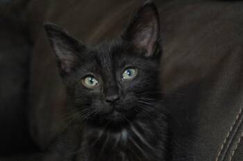 DAKEIDA -  Domestic Short Hair Cat for Adoption in Colorado Springs, Colorado - DAKEIDA | PetCurious