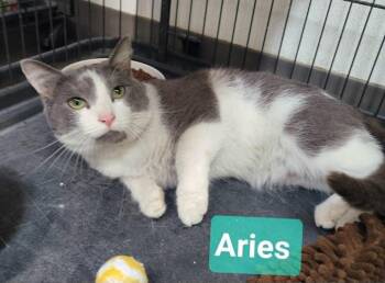 Domestic Short Hair Cats Available for Adoption in Richmond, Indiana - Aries | PetCurious