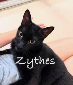 Zythes -  Domestic Short Hair Cat for Adoption in Slidell, Louisiana - Zythes | PetCurious
