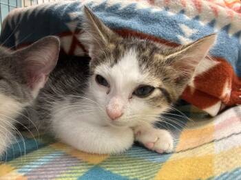 Ranger (Mayfield) -  Domestic Short Hair Cat for Adoption in Johnson City, Tennessee - Ranger (Mayfield) | PetCurious