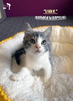 Domestic Short Hair Cats Available for Adoption in Centerville, Utah - Luke (Bonded W-Lorelai) | PetCurious