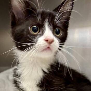 Audit -  Domestic Short Hair Cat for Adoption in Sacramento, California - Audit | PetCurious