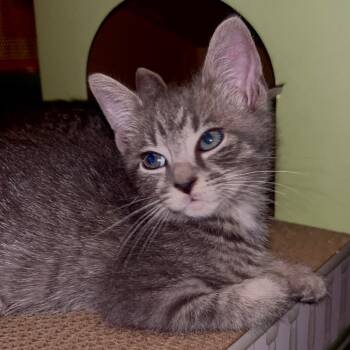 Rescue Domestic Short Hair Cats for Adoption - Woodland | PetCurious