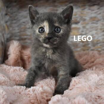 Domestic Short Hair Cats Available for Adoption - Lego | PetCurious