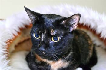 Rescue Domestic Short Hair Cats for Adoption in Fort Lauderdale, Florida - WENDY | PetCurious