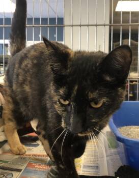 Rescue Domestic Short Hair Cats for Adoption in Parma, Ohio - Smores | PetCurious