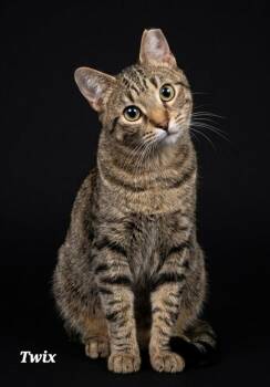 Twix -  Domestic Short Hair Cat for Adoption in Catasauqua, Pennsylvania - Twix | PetCurious