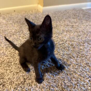 Carly -  Domestic Short Hair Cat for Adoption in Bentonville, Arkansas - Carly | PetCurious