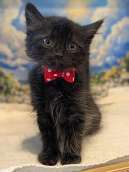 Domestic Medium Hair Cats Available for Adoption in Fremont, California - Mickey | PetCurious