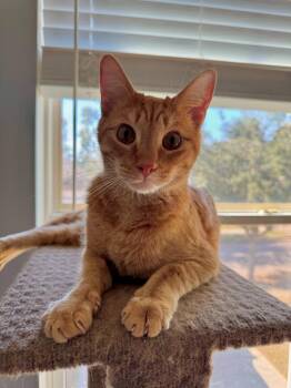 Domestic Short Hair Cats Available for Adoption - Rory | PetCurious