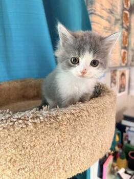Stormfly -  Domestic Long Hair and Domestic Short Hair Cat for Adoption in Paducah, Kentucky - Stormfly | PetCurious
