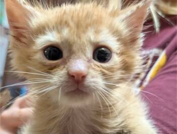 Rescue Domestic Short Hair Cats for Adoption in Telford, Pennsylvania - Pumpkin Pie (Whitehall Widdles) | PetCurious