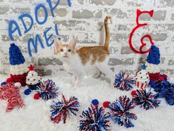 Dirk -  Domestic Short Hair Cat for Adoption in San Tan Valley, Arizona - Dirk | PetCurious