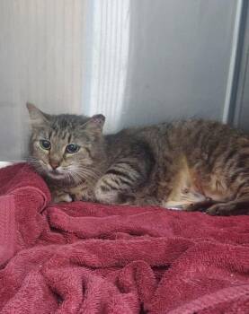 Domestic Long Hair Cats Available for Adoption in Hartsville, South Carolina - Titos | PetCurious