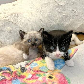 Trevor -  Domestic Short Hair Cat for Adoption in Pleasant Hill, California - Trevor | PetCurious