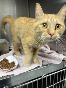 KARINA -  Domestic Medium Hair and Persian Cat for Adoption in Indianapolis, Indiana - KARINA | PetCurious
