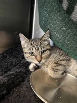Almond -  Domestic Short Hair Cat for Adoption in Westland, Michigan - Almond | PetCurious