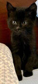 Domestic Short Hair Cats Available for Adoption in Cottonwood, Arizona - Franklin | PetCurious