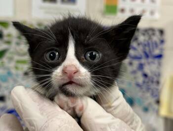 ROO-TOO -  Domestic Short Hair Cat for Adoption in Pensacola, Florida - ROO-TOO | PetCurious