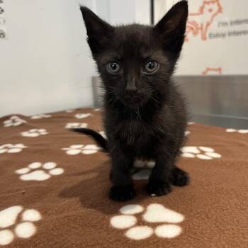 X-23 -  Domestic Short Hair Cat for Adoption in Los Angeles, California - X-23 | PetCurious