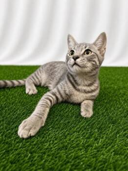 Lore -  Domestic Short Hair Cat for Adoption in Covington, Louisiana - Lore | PetCurious