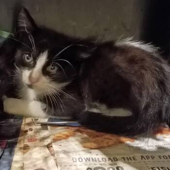 Rocambole -  Domestic Short Hair Cat for Adoption in Lynchburg, Virginia - Rocambole | PetCurious