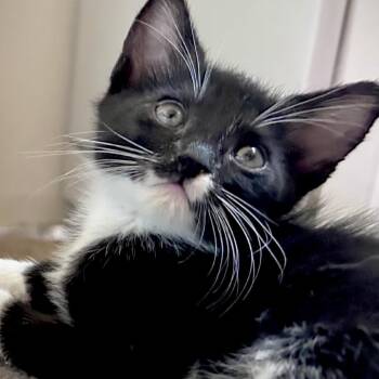 Kuromi* -  Domestic Short Hair Cat for Adoption in San Gabriel, California - Kuromi* | PetCurious