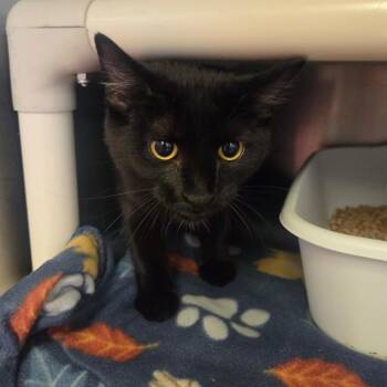 Domestic Short Hair Cats Available for Adoption in Spokane, Washington - Alister | PetCurious