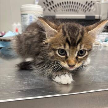 C2 -  Domestic Medium Hair Cat for Adoption in Portland, Texas - C2 | PetCurious