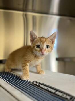 SIMBA -  Domestic Short Hair Cat for Adoption in Chula Vista, California - SIMBA | PetCurious