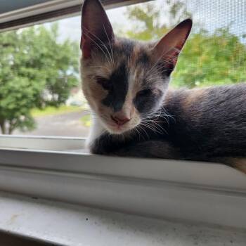 Molly -  Calico Cat for Adoption in Washington Township, New Jersey - Molly | PetCurious