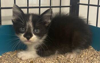 Domestic Short Hair Cats Available for Adoption in Lockhart, Texas - Sigma | PetCurious