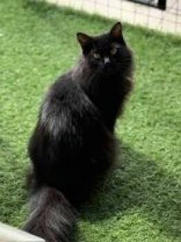 Nolan -  Domestic Long Hair Cat for Adoption in Cobourg, Ontario - Nolan | PetCurious